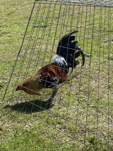 Fertile hatching eggs from - eggs,