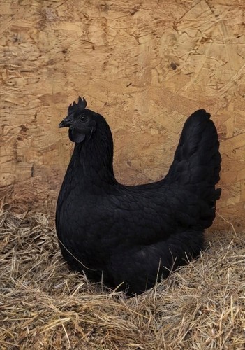 Fertile true ayam - true, cemani
