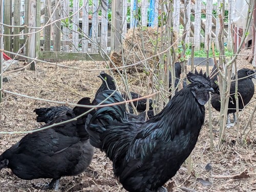 Pure ayam cemani indonesia - pure,