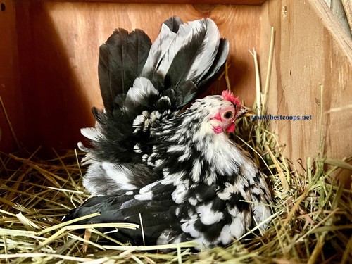 Fertile show quality serama - quality,