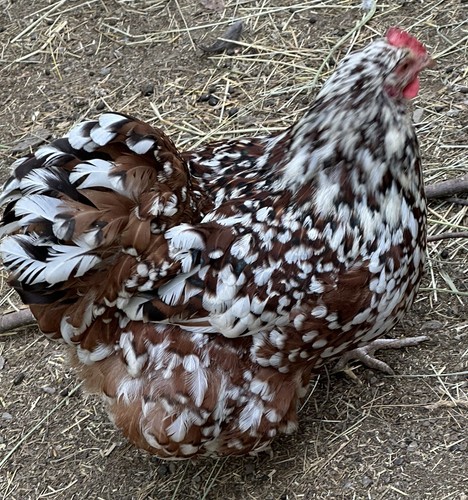Rare breed chicken fertile - 12+,