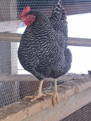 Barred rock chicken fertile - barred,
